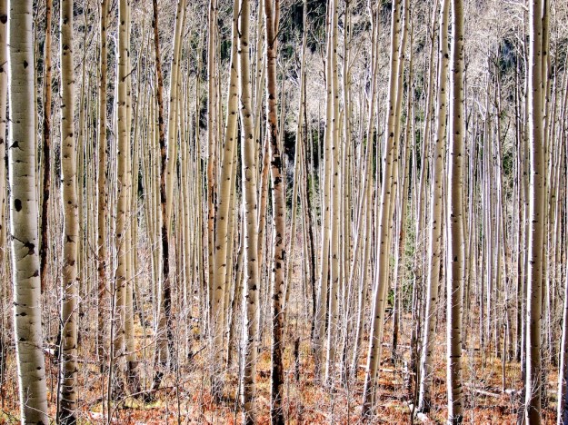 Wonder why it's called Aspen.