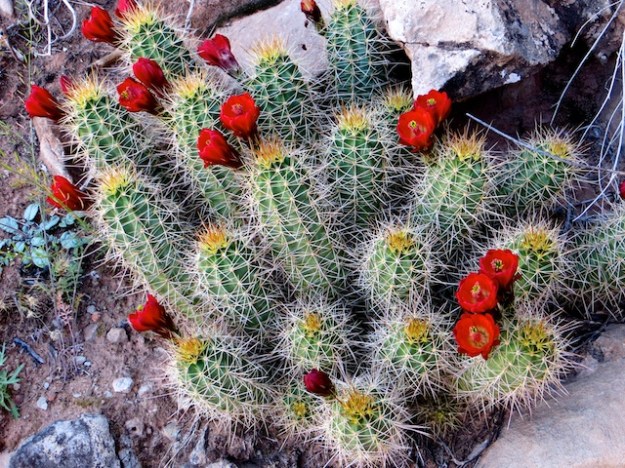 A desert miracle: the claret cup cactus in bloom