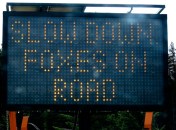 Not a sign you see often: Slow Down, Foxes on Road