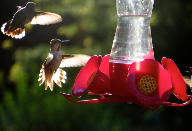 There were up to eight hummingbirds around this feeder in the north Okanagan Valley