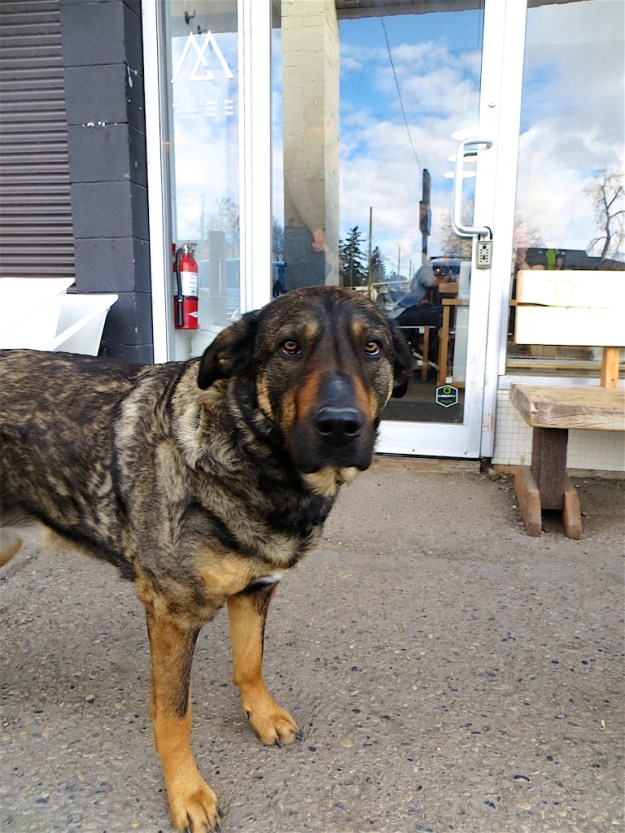 Monogram is certainly pet friendly, with a dog park just a few blocks away