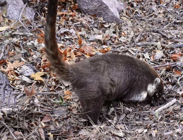 Southeast Arizona 180