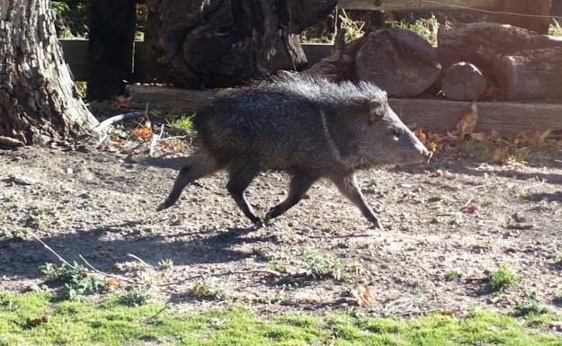 Southeast Arizona 187