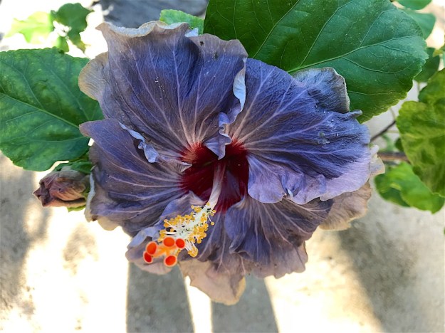 Cabo December 2019 195